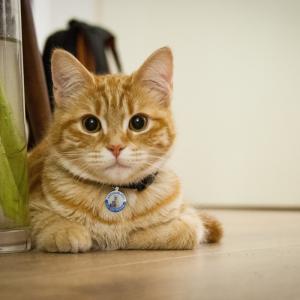 Henkilökohtainen koiran tunnisteet ja kissan tunnisteet Ruostumaton teräs Smart Pet ID -tunnus QR-koodi Skannattu GPS Sijainti