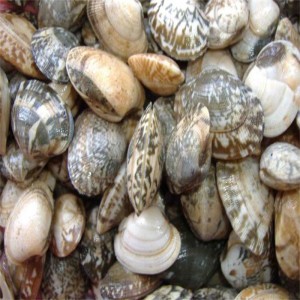 PAKASTETTU SHELL-ON CLAM
