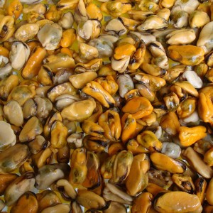 Jäädytetty keitetty simpukoiden liha