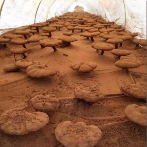 Luonnollinen linzhi korkea uutettu ganoderma lucidum itiön terveydenhuollon täydentää