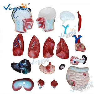 Lääketieteellinen anatomia Ihmisen kehon malli 85CM miesvartalon malli 19 osat