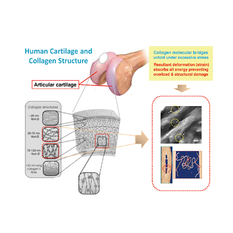 Miksi ACFoam on niin suosittu Kiinan kenkämateriaalimarkkinoilla?
