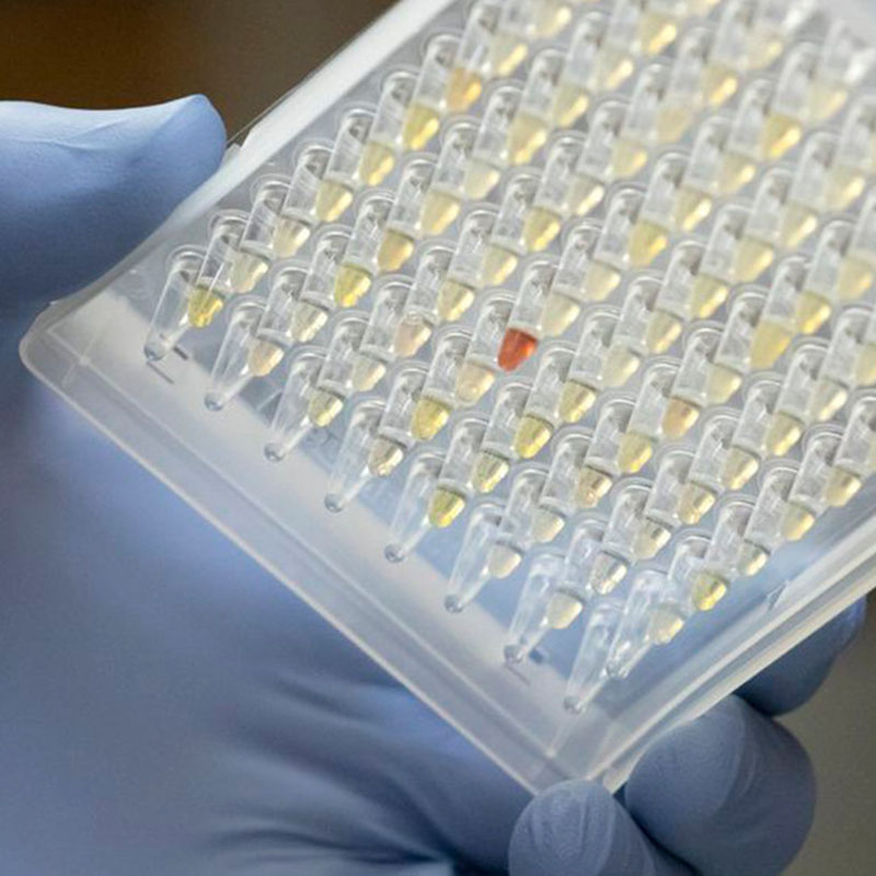 Tutkijat, jotka katsovat Oregon Covid-19 -variantin leviämistä