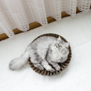 Auringonkukan paperi kissanaarmu pesä