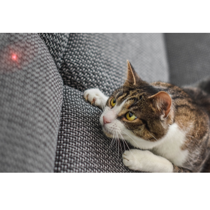 Smart Laser Cat Hopper