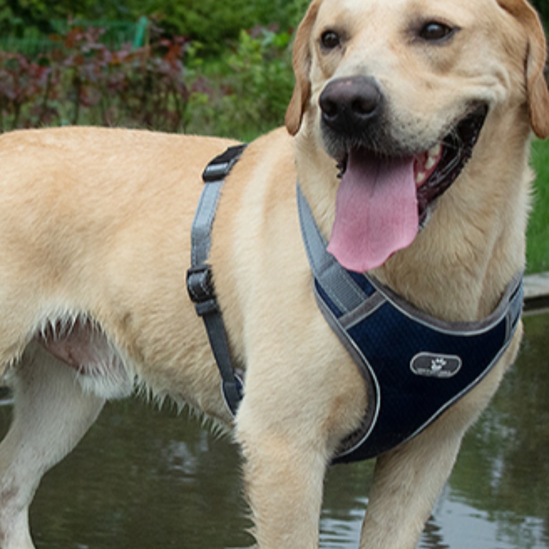 Tukku OEM valmistus Custom High End Dog Harness Luxury Pet Dog Reversible Harness Heijastava koiranvaljaat