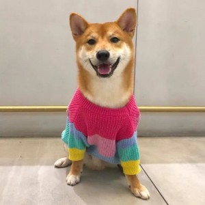 Valmistaja räätälöity talvipuuvillaneulotut kissat takit lemmikkieläinten pusero